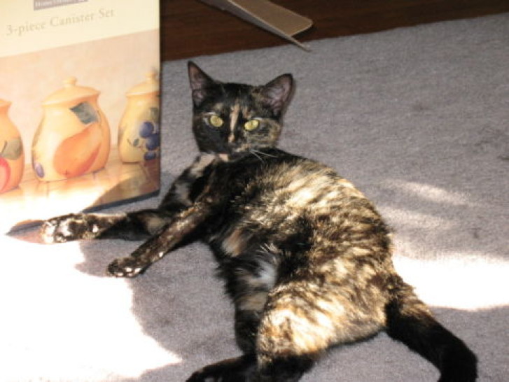 Picture of a cat / kitten / feline