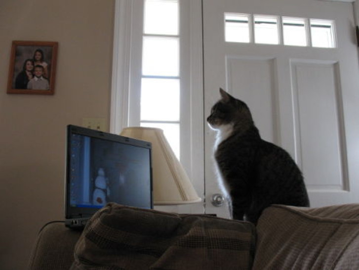 Picture of a cat / kitten / feline