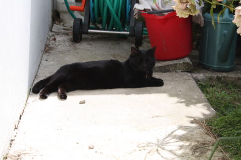 Picture of a cat / kitten / feline