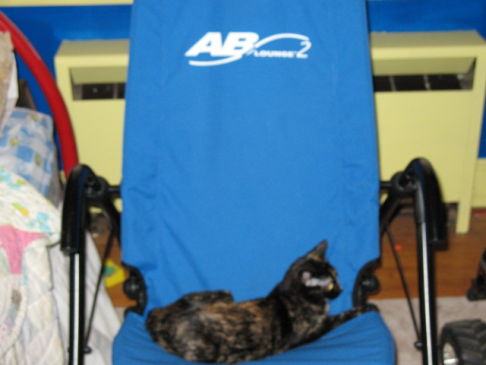 Picture of a cat / kitten / feline