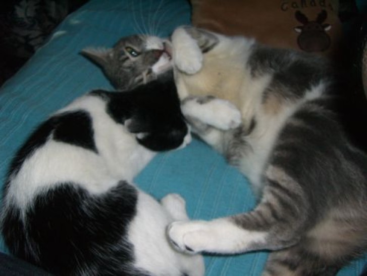 Picture of a cat / kitten / feline