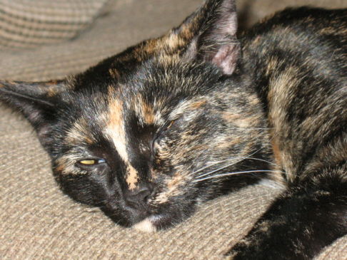 Picture of a cat / kitten / feline