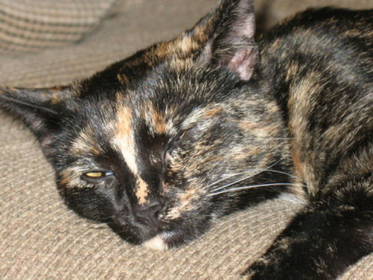 Picture of a cat / kitten / feline