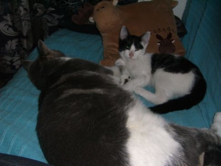 Picture of a cat / kitten / feline