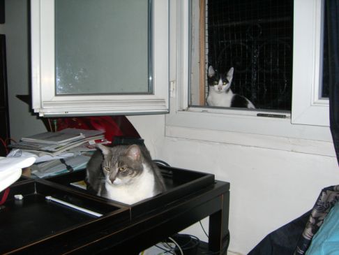 Picture of a cat / kitten / feline