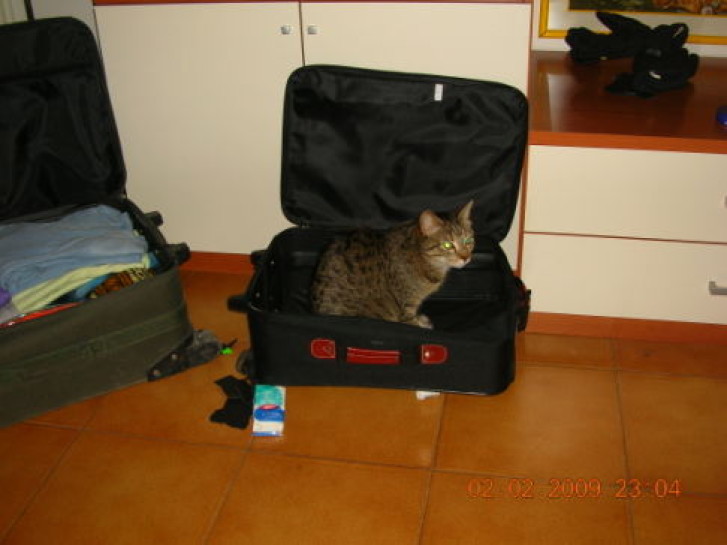 Picture of a cat / kitten / feline