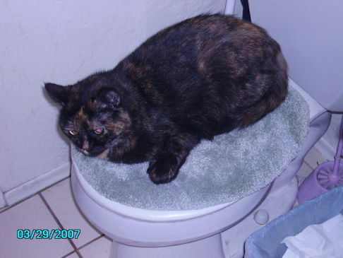 Picture of a cat / kitten / feline