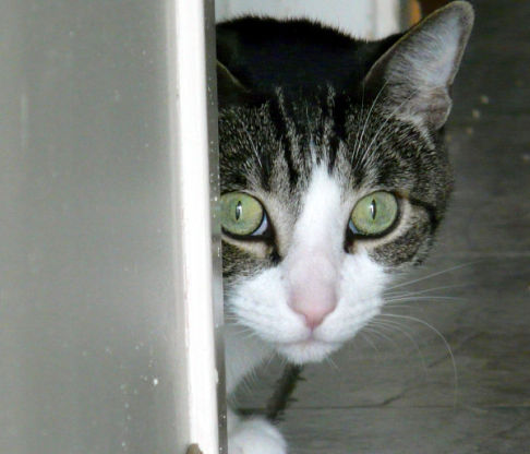 Picture of a cat / kitten / feline