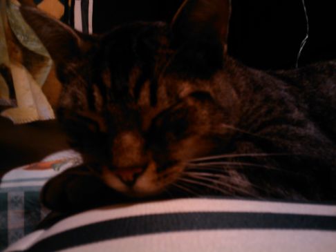 Picture of a cat / kitten / feline