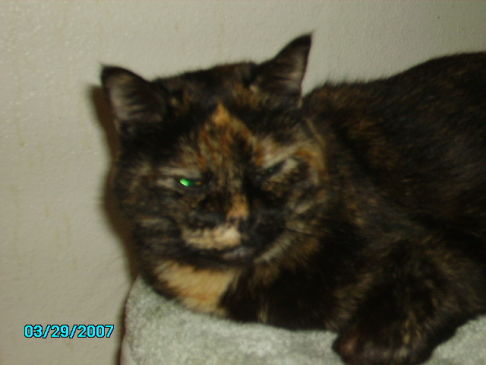 Picture of a cat / kitten / feline