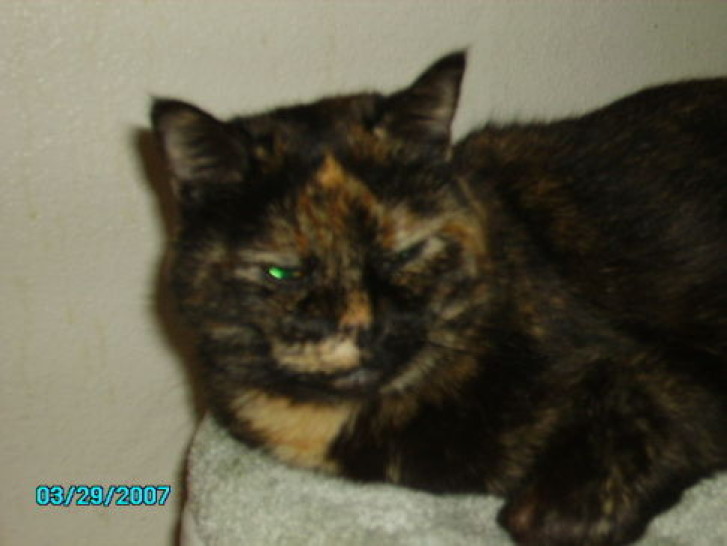 Picture of a cat / kitten / feline