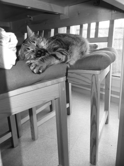 Picture of a cat / kitten / feline