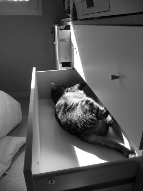 Picture of a cat / kitten / feline