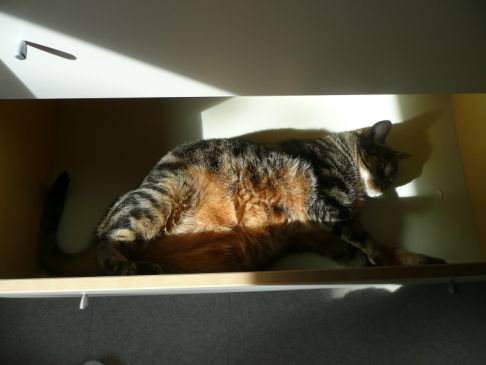 Picture of a cat / kitten / feline