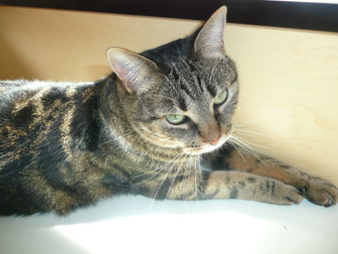 Picture of a cat / kitten / feline