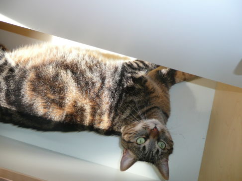 Picture of a cat / kitten / feline