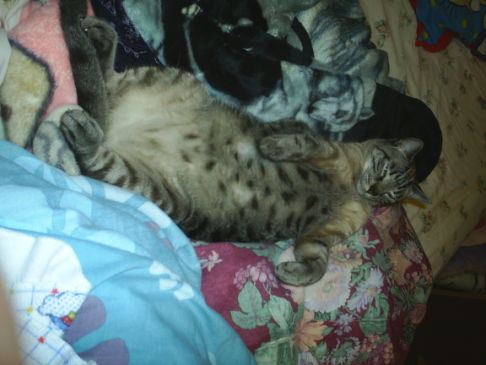 Picture of a cat / kitten / feline