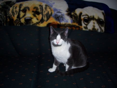 Picture of a cat / kitten / feline