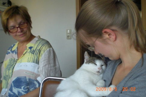 Picture of a cat / kitten / feline