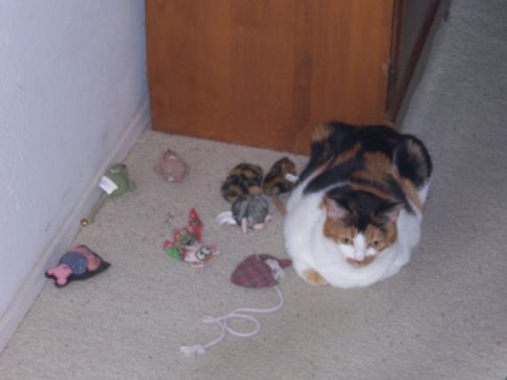 Picture of a cat / kitten / feline