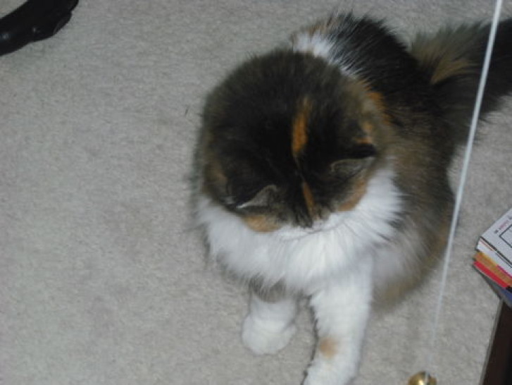 Picture of a cat / kitten / feline