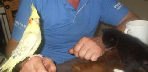 Picture of a cat / kitten / feline