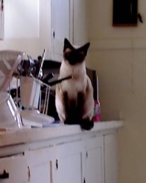 Picture of a cat / kitten / feline