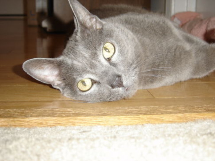 Picture of a cat / kitten / feline