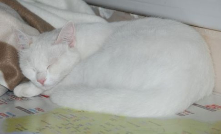 Picture of a cat / kitten / feline