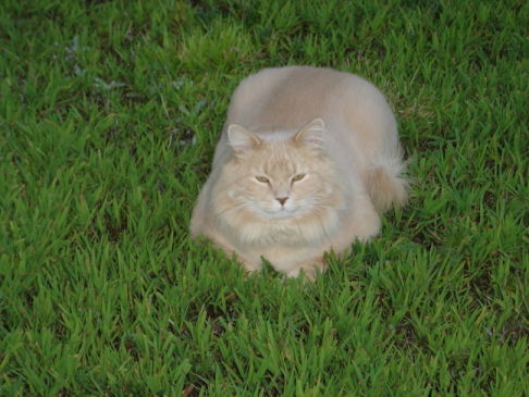 Picture of a cat / kitten / feline