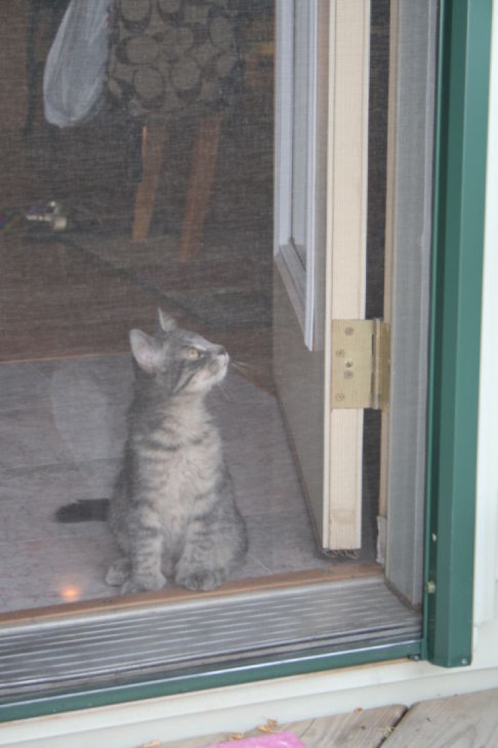 Picture of a cat / kitten / feline