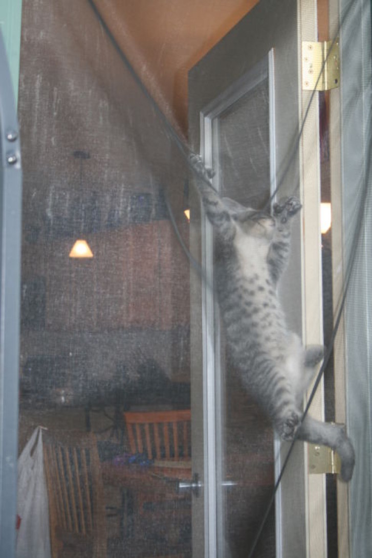 Picture of a cat / kitten / feline