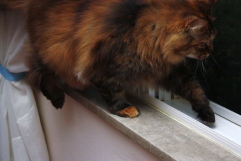 Picture of a cat / kitten / feline