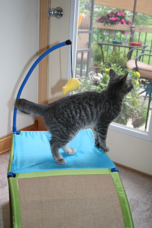 Picture of a cat / kitten / feline