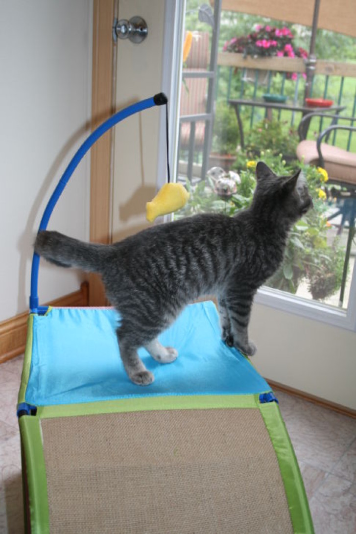 Picture of a cat / kitten / feline