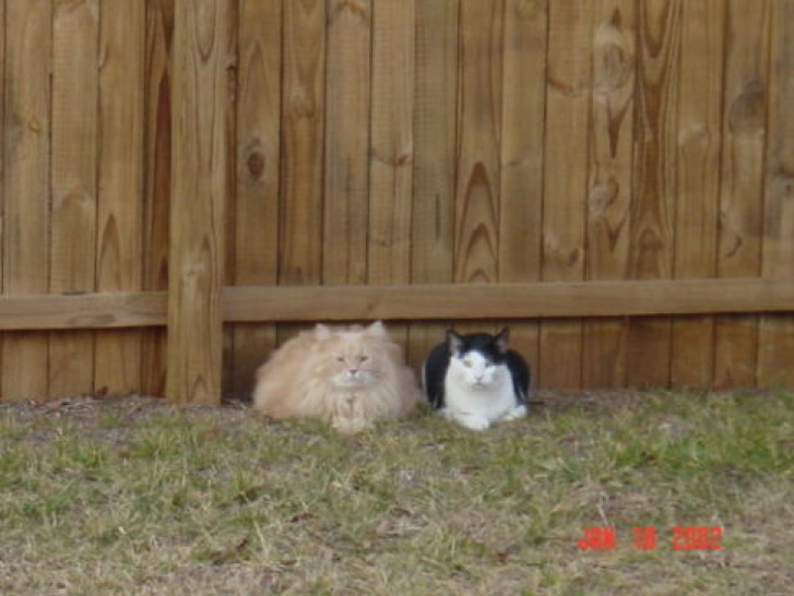 Picture of a cat / kitten / feline