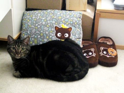 Picture of a cat / kitten / feline