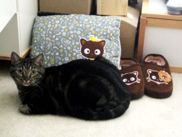 Picture of a cat / kitten / feline