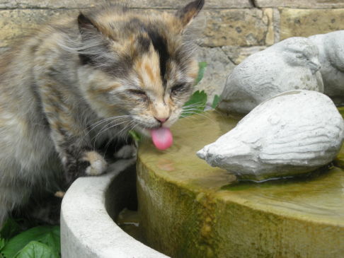 Picture of a cat / kitten / feline