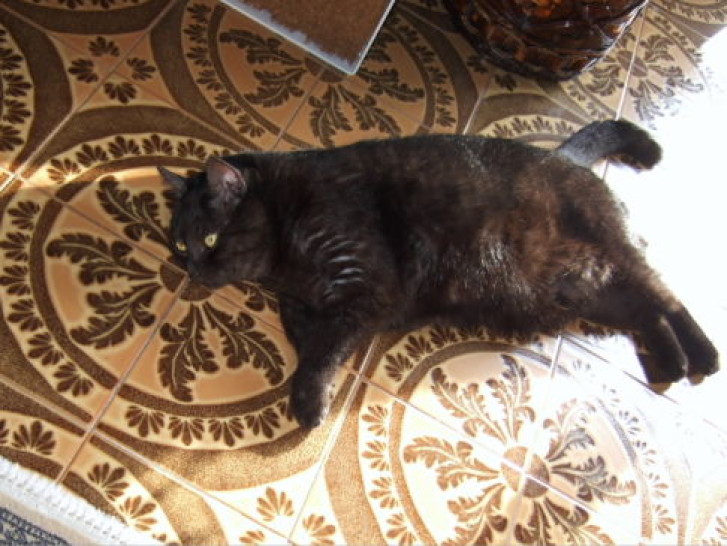 Picture of a cat / kitten / feline