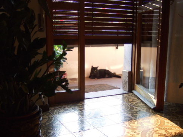 Picture of a cat / kitten / feline