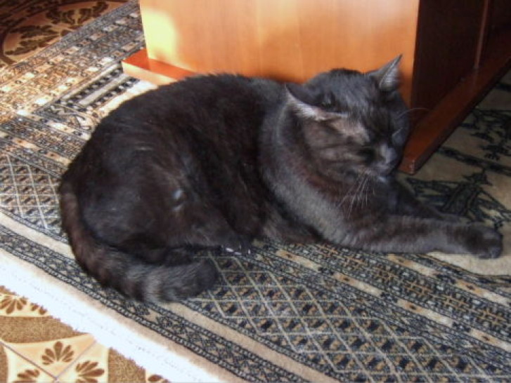 Picture of a cat / kitten / feline