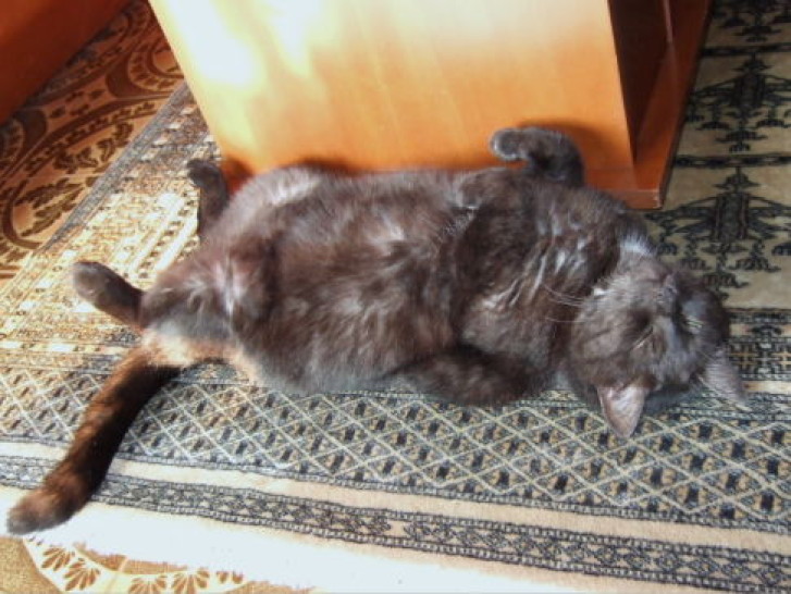 Picture of a cat / kitten / feline