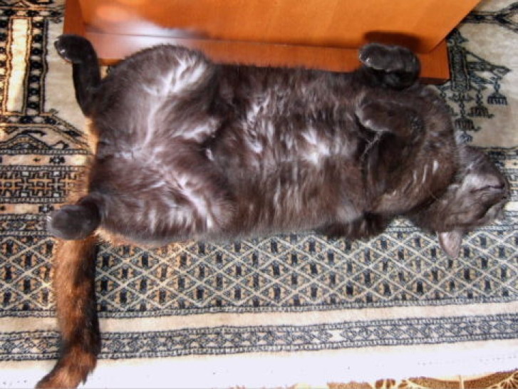 Picture of a cat / kitten / feline