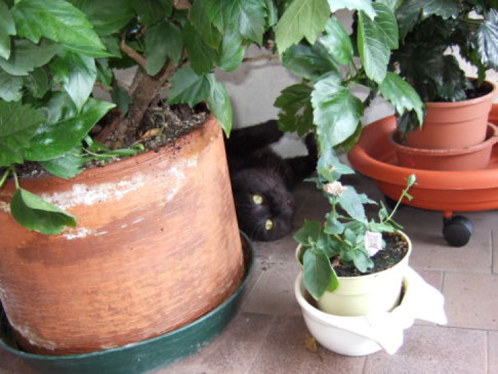 Picture of a cat / kitten / feline