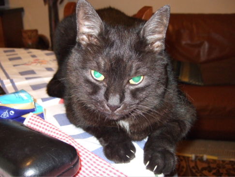 Picture of a cat / kitten / feline