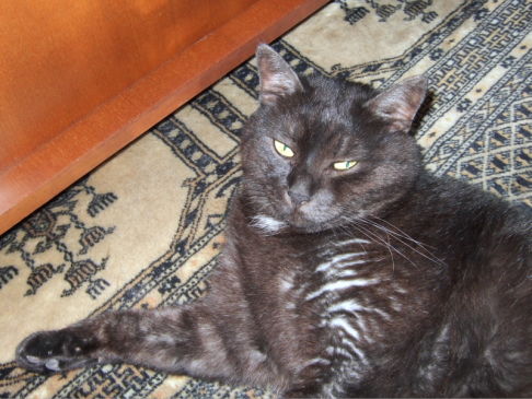 Picture of a cat / kitten / feline