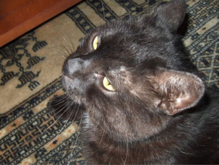 Picture of a cat / kitten / feline