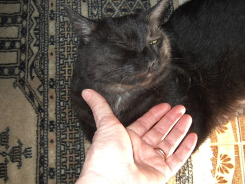 Picture of a cat / kitten / feline