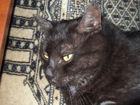 Picture of a cat / kitten / feline